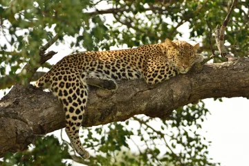 Yala Park 2