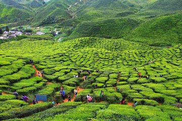 cameron highlands piantagione di te
