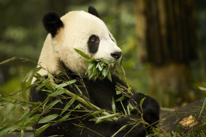 CINA Panda scaled