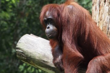 gorilla