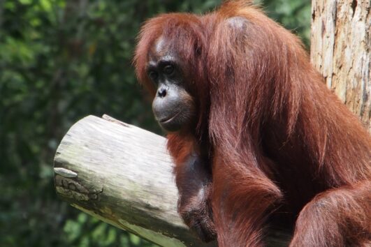 gorilla