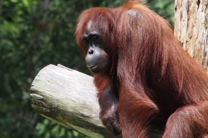 gorilla